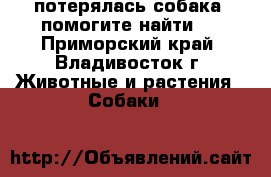 потерялась собака, помогите найти ! - Приморский край, Владивосток г. Животные и растения » Собаки   